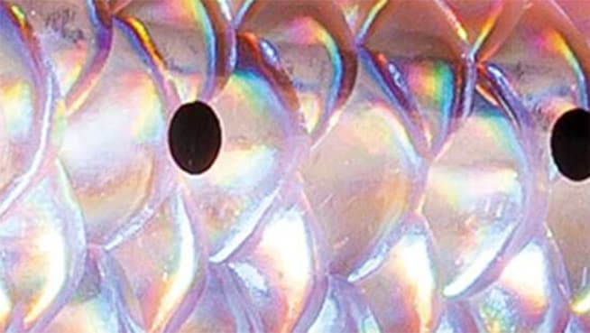 The Appeal hologram intensely captivates fish, drawing them in with its mesmerizing allure.