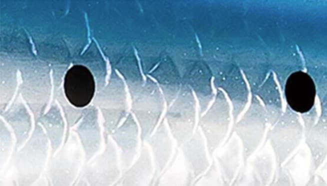 The Appeal hologram intensely captivates fish, drawing them in with its mesmerizing allure.